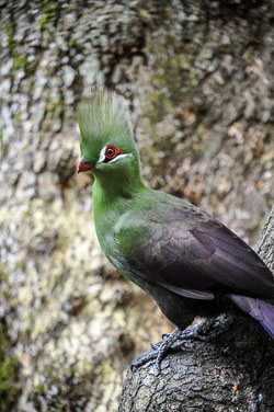 2014 Birds of Eden (Zuid-Afrika) 2014 Birds of Eden (Zuid-Afrika)