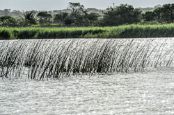 2014 iSimangaliso Wetland Park (zuid-Afrika)