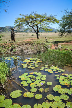 2014 Mlilwane Wildlife Sanctuary  (Swaziland)