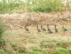 2014 Olifants River Safari (Zuid-Afrika) 2014 Olifants River Safari (Zuid-Afrika)