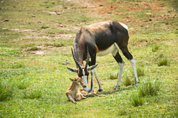 2014 Plettenberg Game Reserve (Zuid-Afrika)