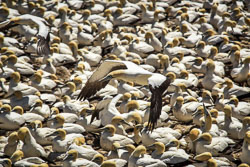 2016 Bird Island (Zuid-Afrika)