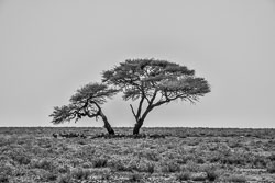 2016 Etosha (Namibië)