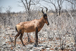 2016 Etosha (Namibië)