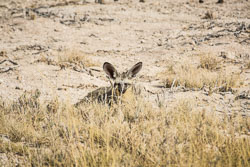 2016 Etosha Halali Camp (Namibië)