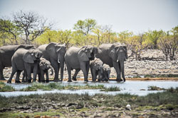 2016 Etosha Halali Camp (Namibië)