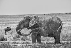 2016 Etosha Halali Camp (Namibië) 2016 Etosha Halali Camp (Namibië)