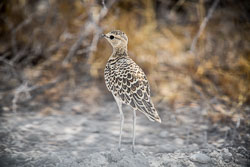 2016 Etosha Namutoni Camp (Namibië)