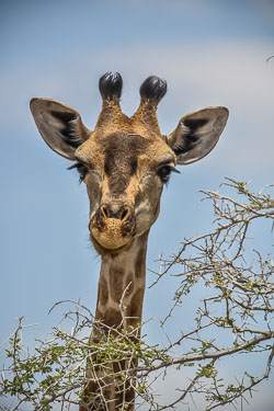 2016 Etosha Namutoni Camp (Namibië)