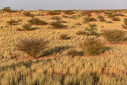 2016 Kalahari (Namibië) 