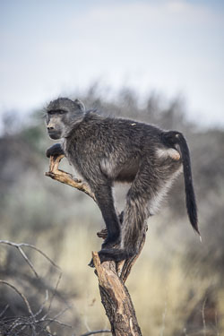 2016 Naankuse (Namibië)