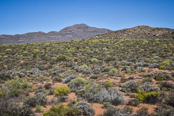 2016 Springbok (Zuid-Afrika)