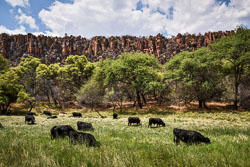 2016 Waterberg Plateau (Namibië)