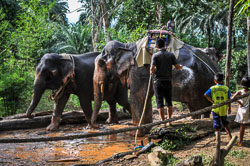 2015 Khao Sok (Thailand) 2015 Khao Sok (Thailand)