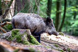 2009 Wildpark Daun (Duitsland)