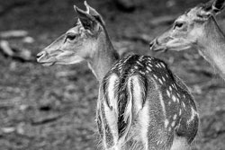 2009 Wildpark Daun (Duitsland)