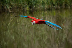 2010 Avifauna (Alphen a/d Rijn NL) 2010 Avifauna (Alphen a/d Rijn NL)