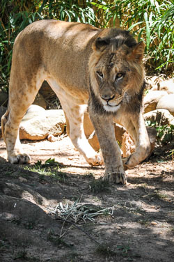 2012 Smithsonian’s National Zoo (Washington USA )