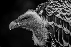 2014 Avifauna (Alphen aan den Rijn NL)