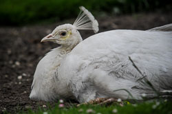 2014 Avifauna (Alphen aan den Rijn NL)