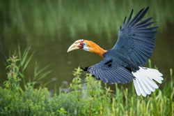 2014 Avifauna (Alphen aan den Rijn NL) 2014 Avifauna (Alphen aan den Rijn NL)