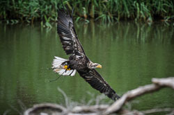 2014 Avifauna (Alphen aan den Rijn NL) 2014 Avifauna (Alphen aan den Rijn NL)