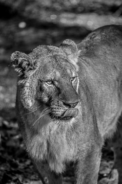 2016 Burgers Zoo (Arnhem NL) 2016 Burgers Zoo (Arnhem NL)