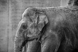 2017 Zoo Planckendael (Mechelen BE) 2017 Zoo Planckendael (Mechelen BE)