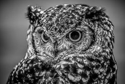 2017 Roofvogeltreffen (Zutendaal BE) 2017 Roofvogeltreffen (Zutendaal BE)
