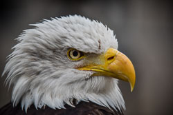 2017 Roofvogeltreffen (Zutendaal BE) 2017 Roofvogeltreffen (Zutendaal BE)