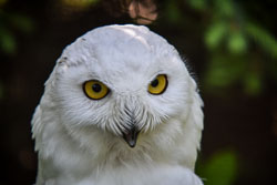 2018 Zooparc Overloon (NL) 2018 Zooparc Overloon (NL)