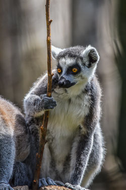 2022 Ouwehands Dierenpark 2022 Ouwehands Dierenpark