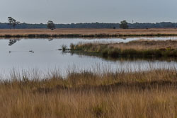 2023 Vogelkijkhut Dwingelderveld Davidsplassen