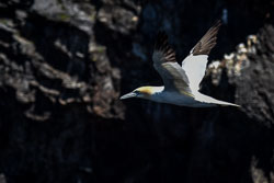 2018 Rondvaart met de Aquila (Noorwegen) 2018 Rondvaart met de Aquila (Noorwegen)