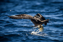 2018 Rondvaart met de Aquila (Noorwegen) 2018 Rondvaart met de Aquila (Noorwegen)