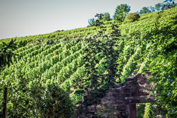 2019 Riquewihr (Frankrijk) 2019 Riquewihr (Frankrijk)