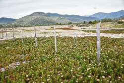 2019 Sagone (Corsica)