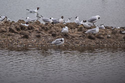 2022 de baai van de Somme (Frankrijk) 2022 de baai van de Somme (Frankrijk)