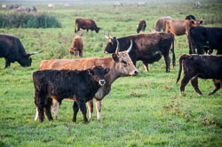 2010 Oost Vaardersplassen (Flevoland)