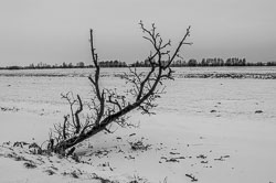 2010 Winter in de Krimpenerwaard