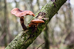 2019 Dwingelderveld (Drenthe) 