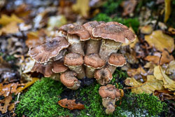 2019 Camping Drentsheerlijk in de herfst (Geesbrug Drenthe)