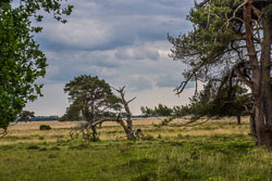 2022 Dwingelderveld (Drenthe)