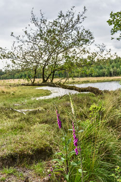 2022 Dwingelderveld (Drenthe) 2022 Dwingelderveld (Drenthe)