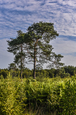 2022 Kotten Gelderland (Achterhoek)