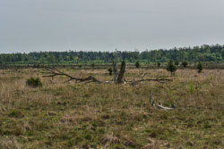 2023 Dwingeloo (Drenthe)