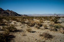 2007 Joshua Tree (Californië)