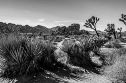 2007 Joshua Tree (Californië)