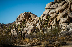 2007 Joshua Tree (Californië) 2007 Joshua Tree (Californië)