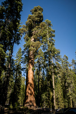 2007 Mariposa Grove